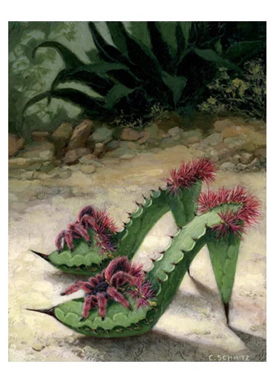 Mexican Pinks Print