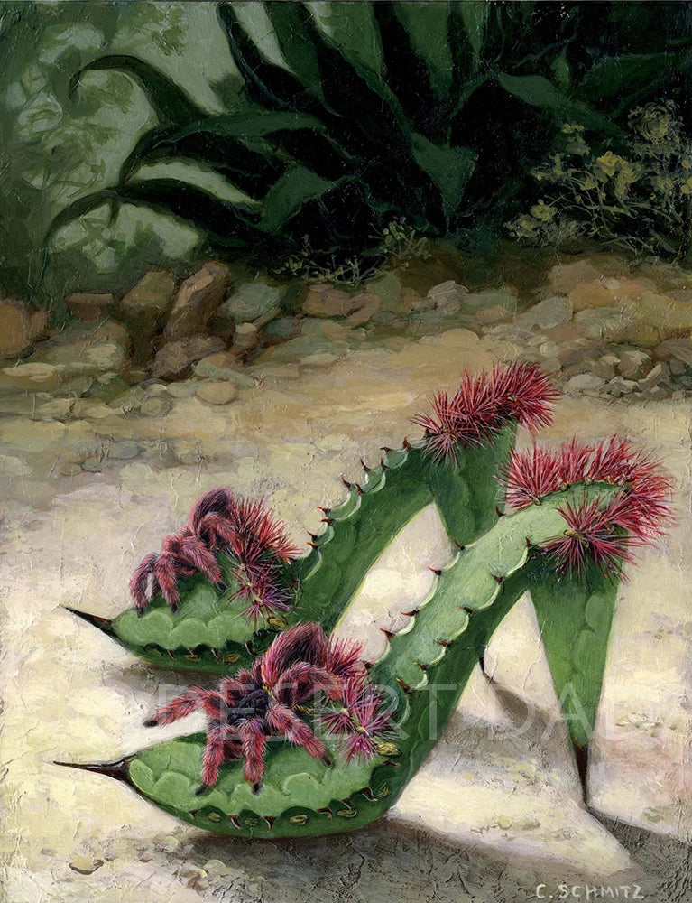 Mexican Pinks Print